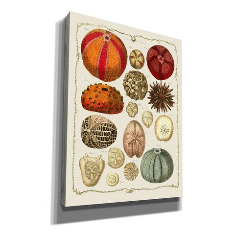 Image of 'Starfish and Sea Urchins b,' by Fab Funky, Giclee Canvas Wall Art