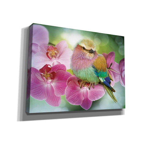 Image of 'Pretty Boy' by Steve Hunziker, Canvas Wall Art
