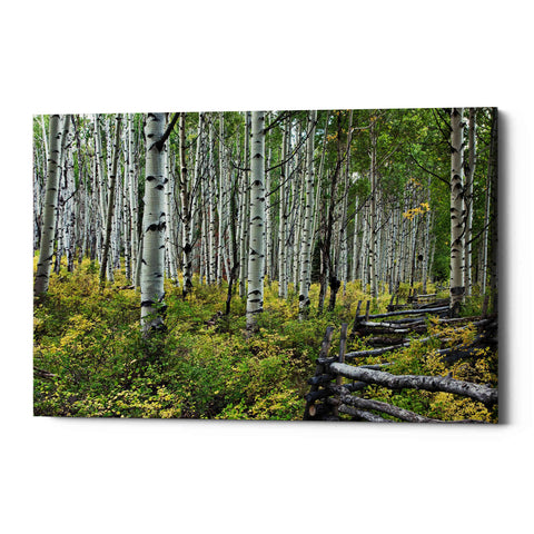 Image of 'Aspen Grove Rail Fence,' Canvas Wall Art