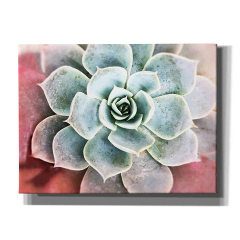 Image of 'Succulent Garden' by Irena Orlov, Canvas Wall Art