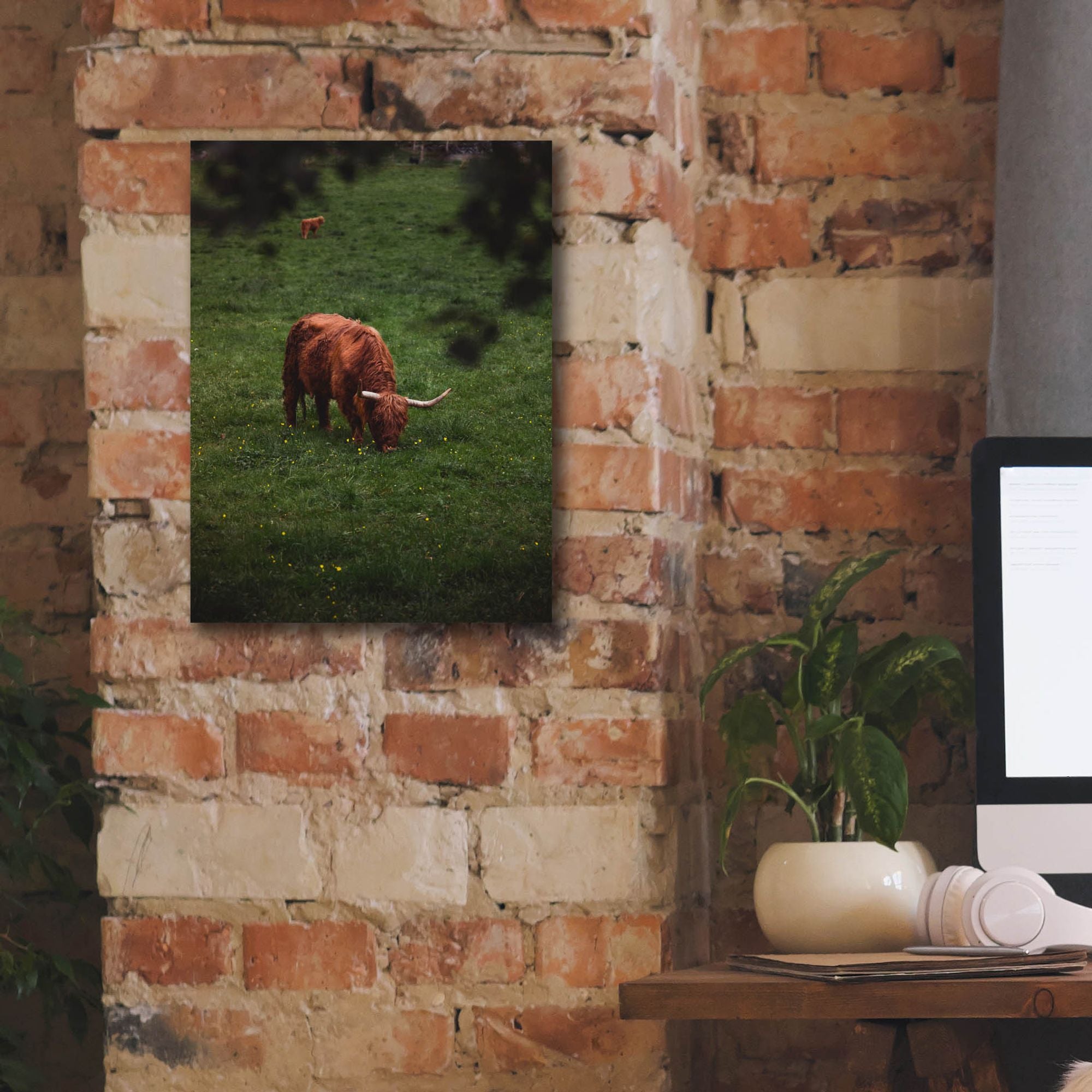 'Grazing Highlander' by Nicklas Gustafsson Canvas Wall Art,12x16