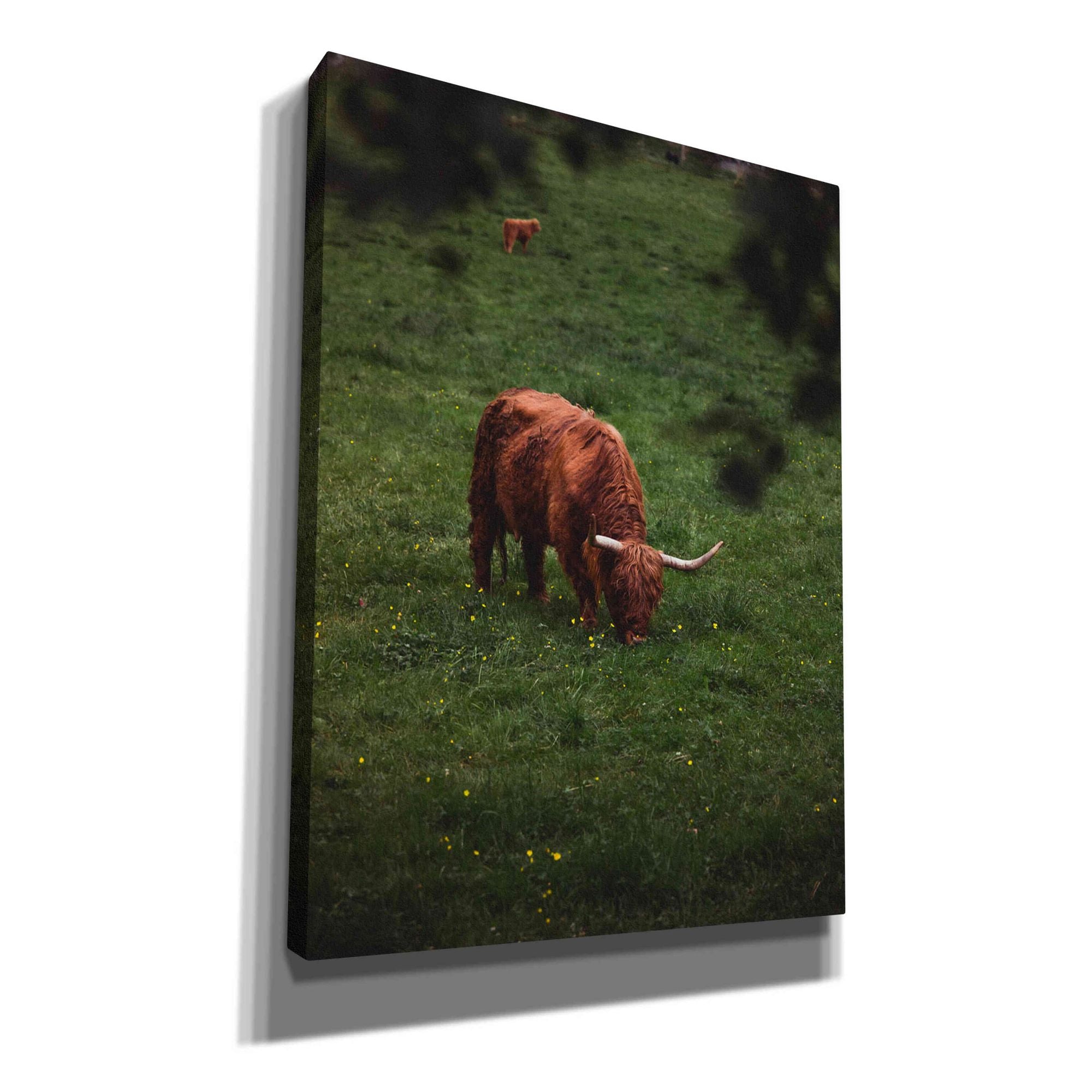 'Grazing Highlander' by Nicklas Gustafsson Canvas Wall Art