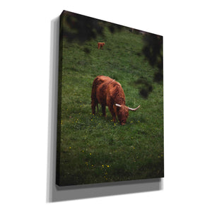 'Grazing Highlander' by Nicklas Gustafsson Canvas Wall Art