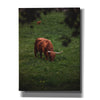 'Grazing Highlander' by Nicklas Gustafsson Canvas Wall Art