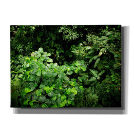 'Rainforest Canopy' by Nicklas Gustafsson Canvas Wall Art