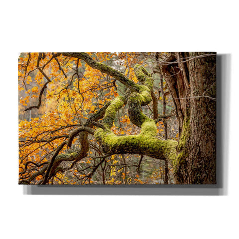 Image of 'Reaching Autumn Branch' by Nicklas Gustafsson Canvas Wall Art