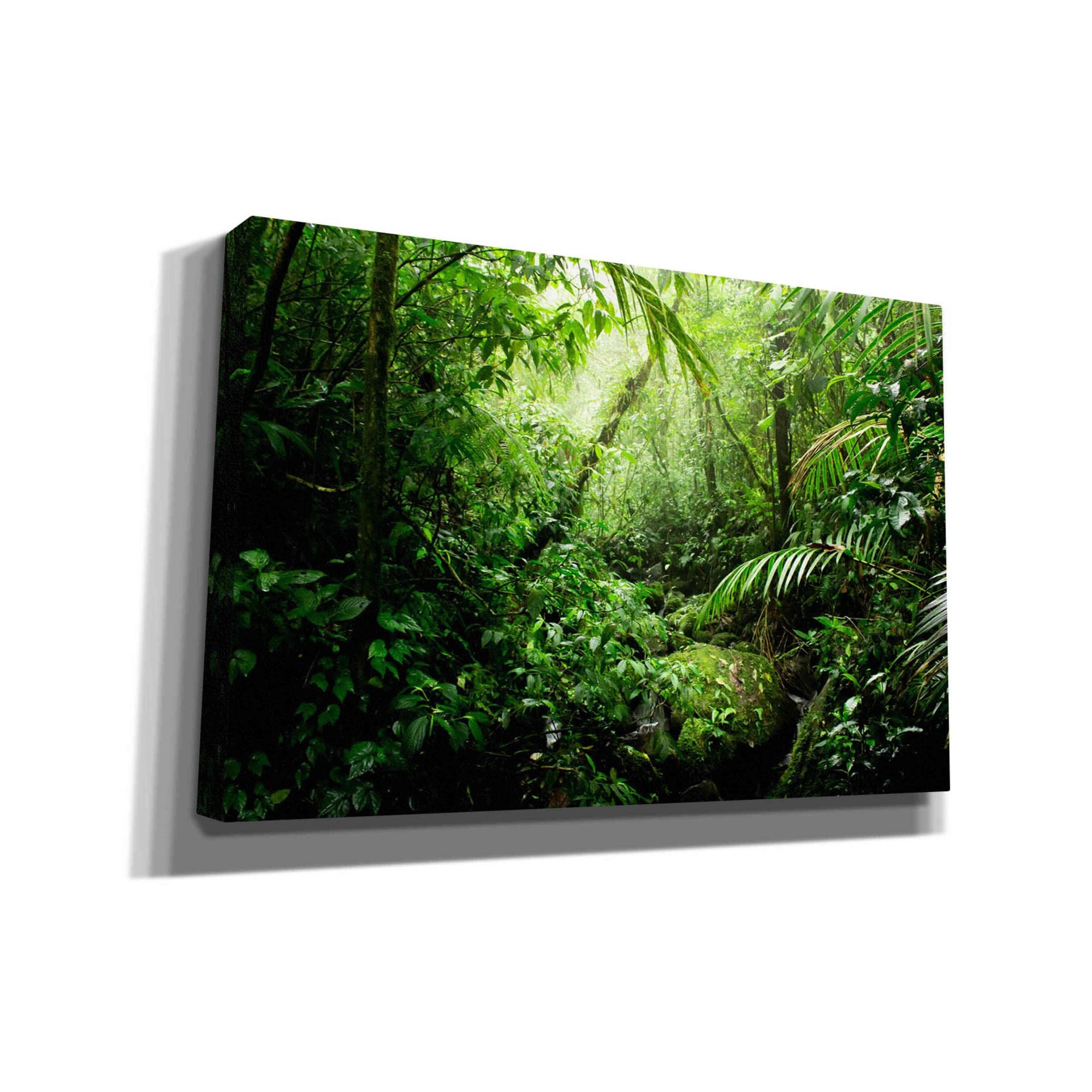 'Warm Glow Rainforest Creek' by Nicklas Gustafsson Canvas Wall Art