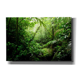 'Warm Glow Rainforest Creek' by Nicklas Gustafsson Canvas Wall Art