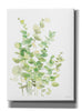 'Eucalyptus III' by Katrina Pete, Giclee Canvas Wall Art