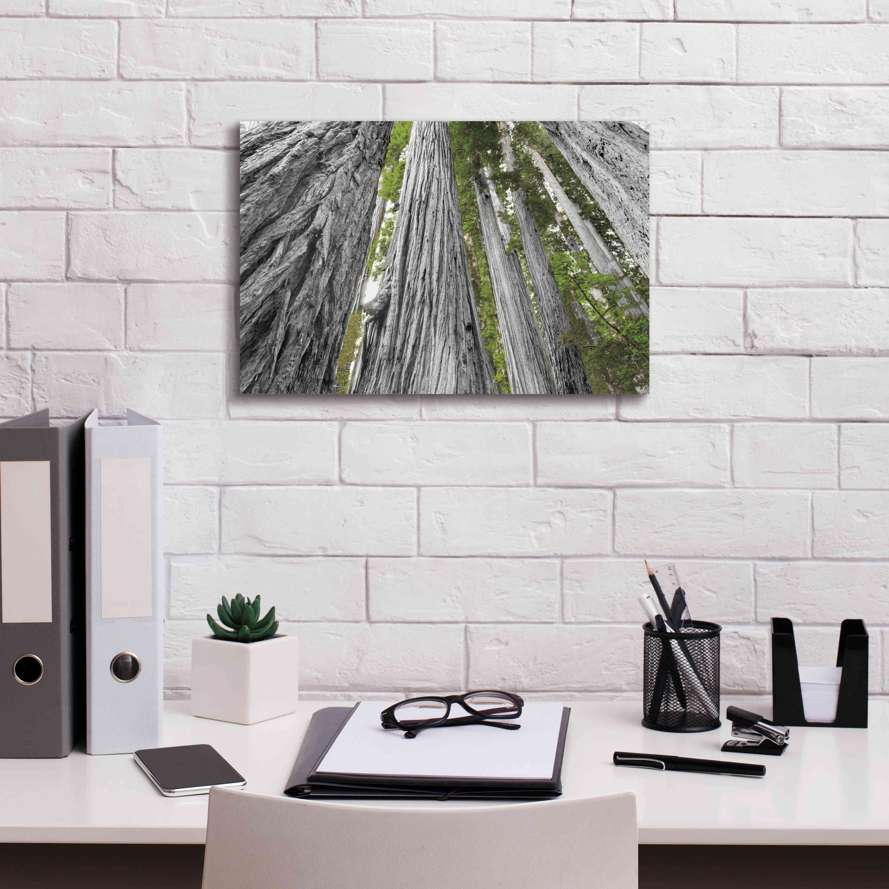 'Redwoods Forest IV BW With Color' by Alan Majchrowicz, Giclee Canvas Wall Art,18x12