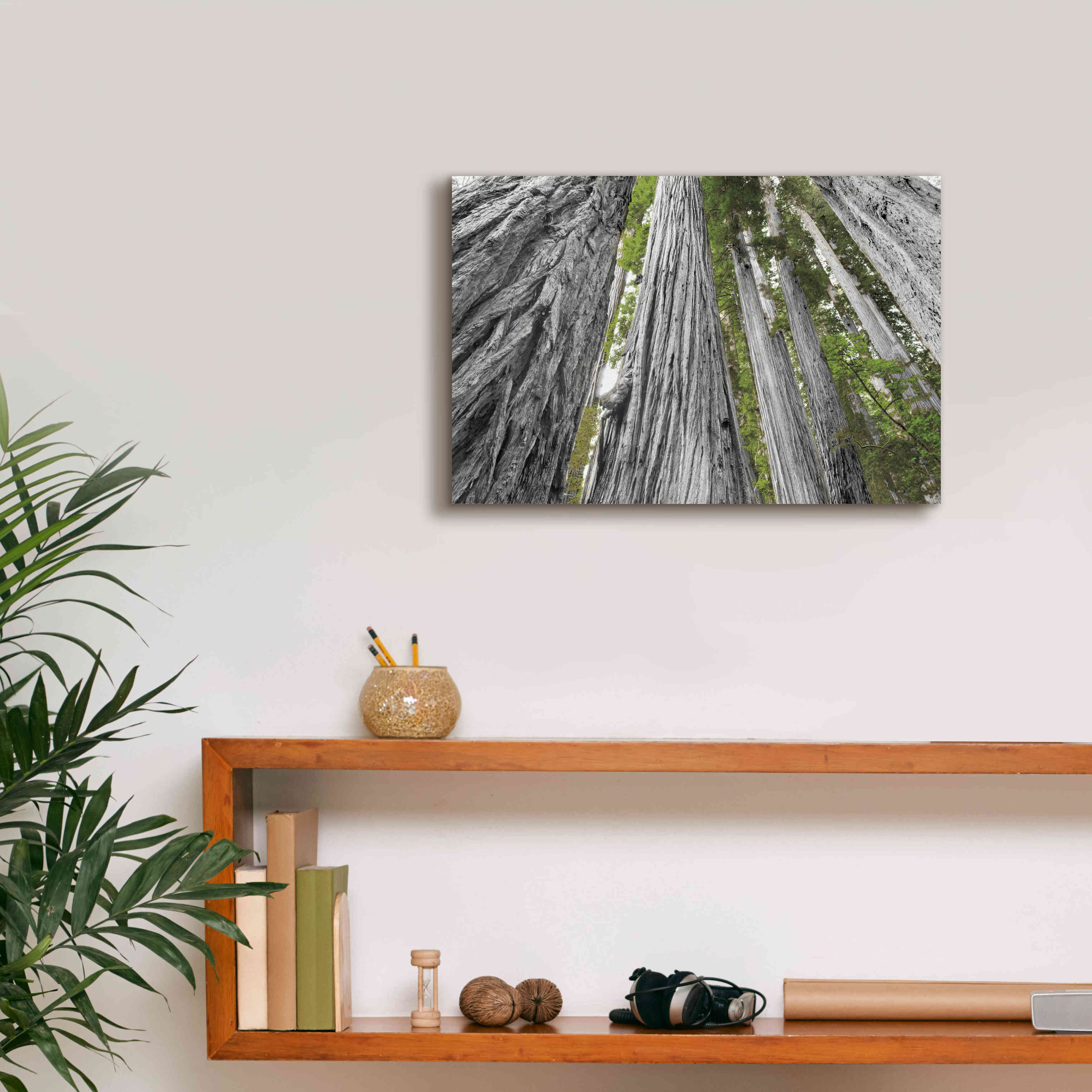 'Redwoods Forest IV BW With Color' by Alan Majchrowicz, Giclee Canvas Wall Art,18x12