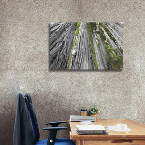 'Redwoods Forest IV BW With Color' by Alan Majchrowicz, Giclee Canvas Wall Art,40x26