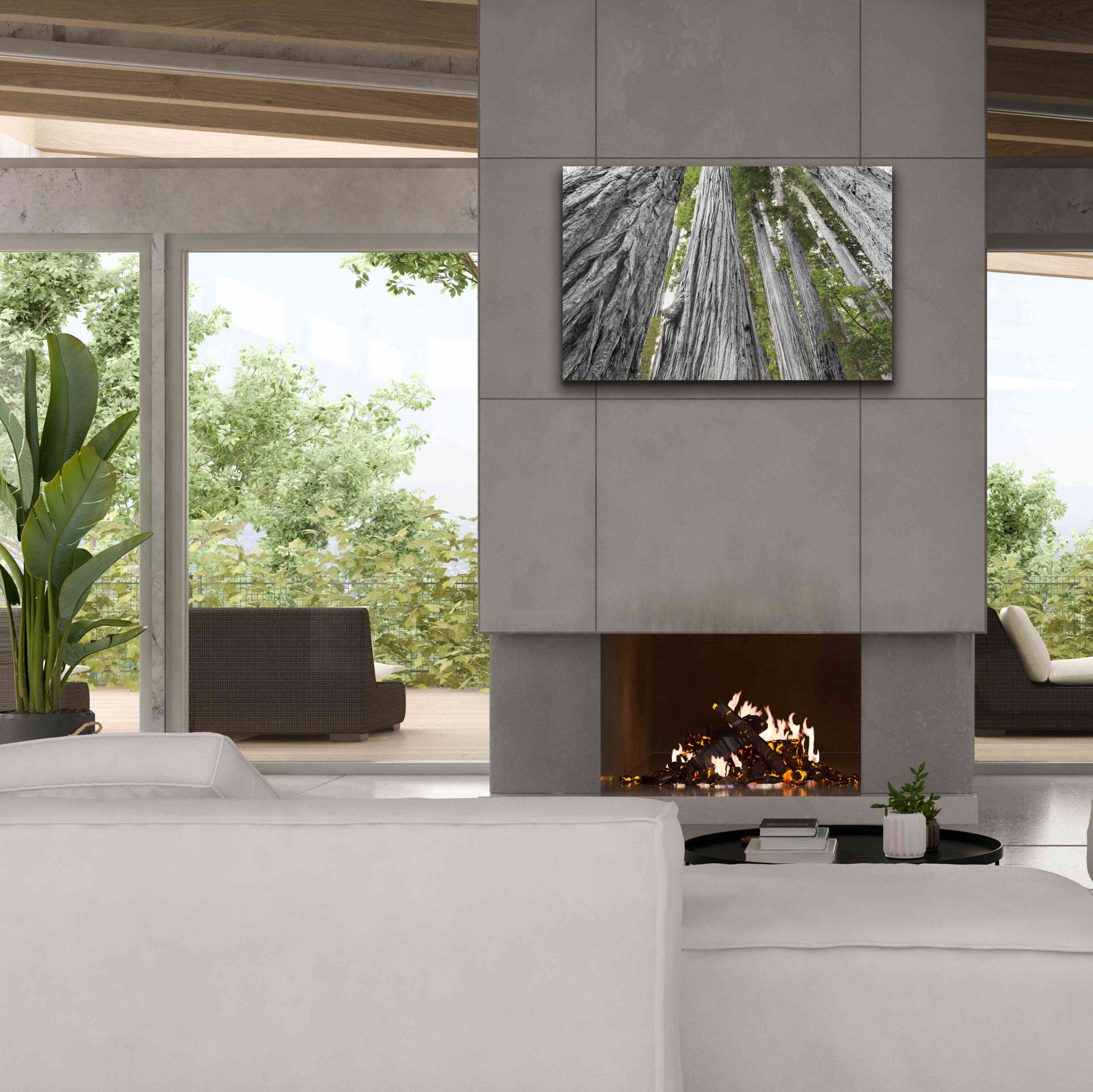 'Redwoods Forest IV BW With Color' by Alan Majchrowicz, Giclee Canvas Wall Art,40x26