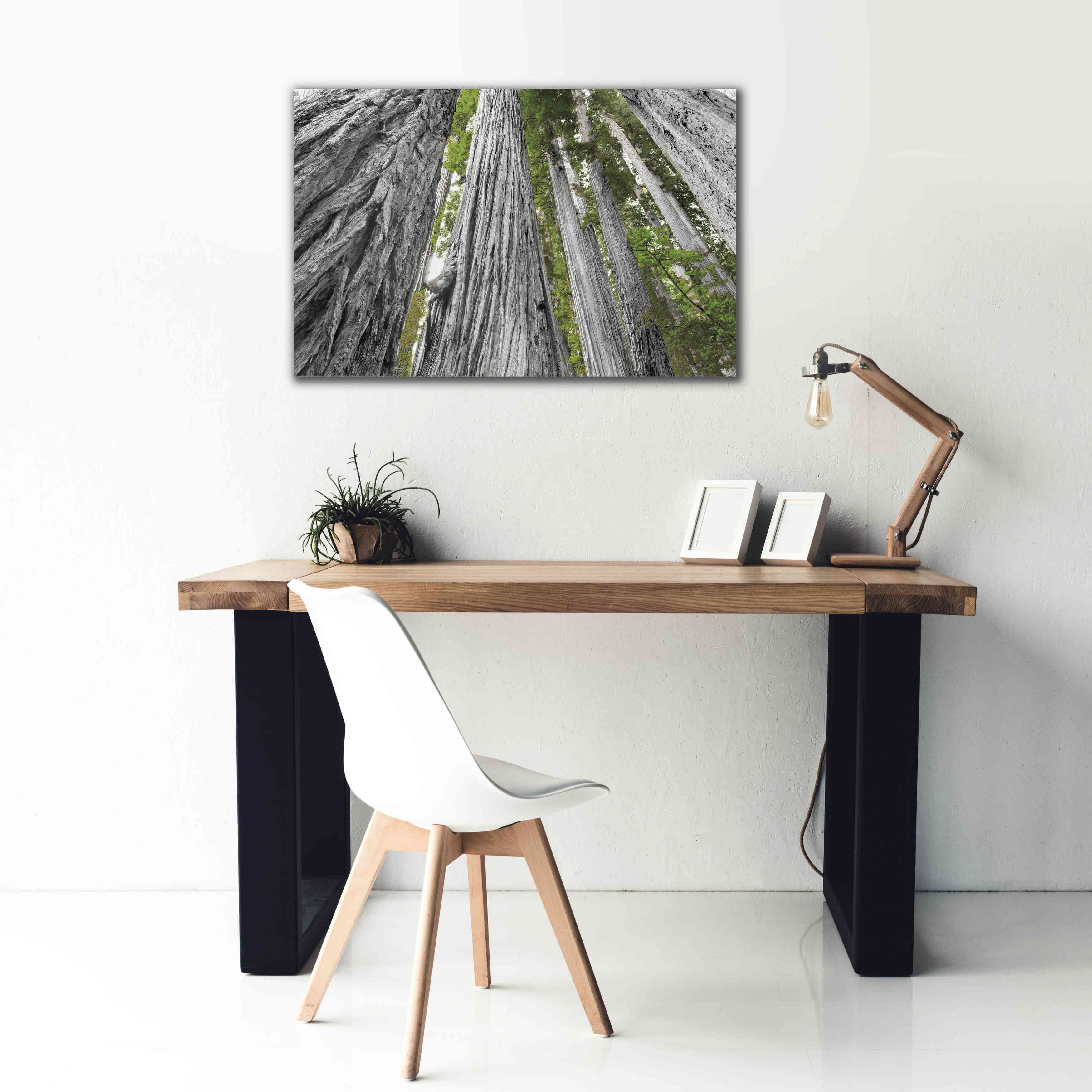 'Redwoods Forest IV BW With Color' by Alan Majchrowicz, Giclee Canvas Wall Art,40x26