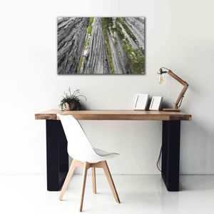 'Redwoods Forest IV BW With Color' by Alan Majchrowicz, Giclee Canvas Wall Art,40x26