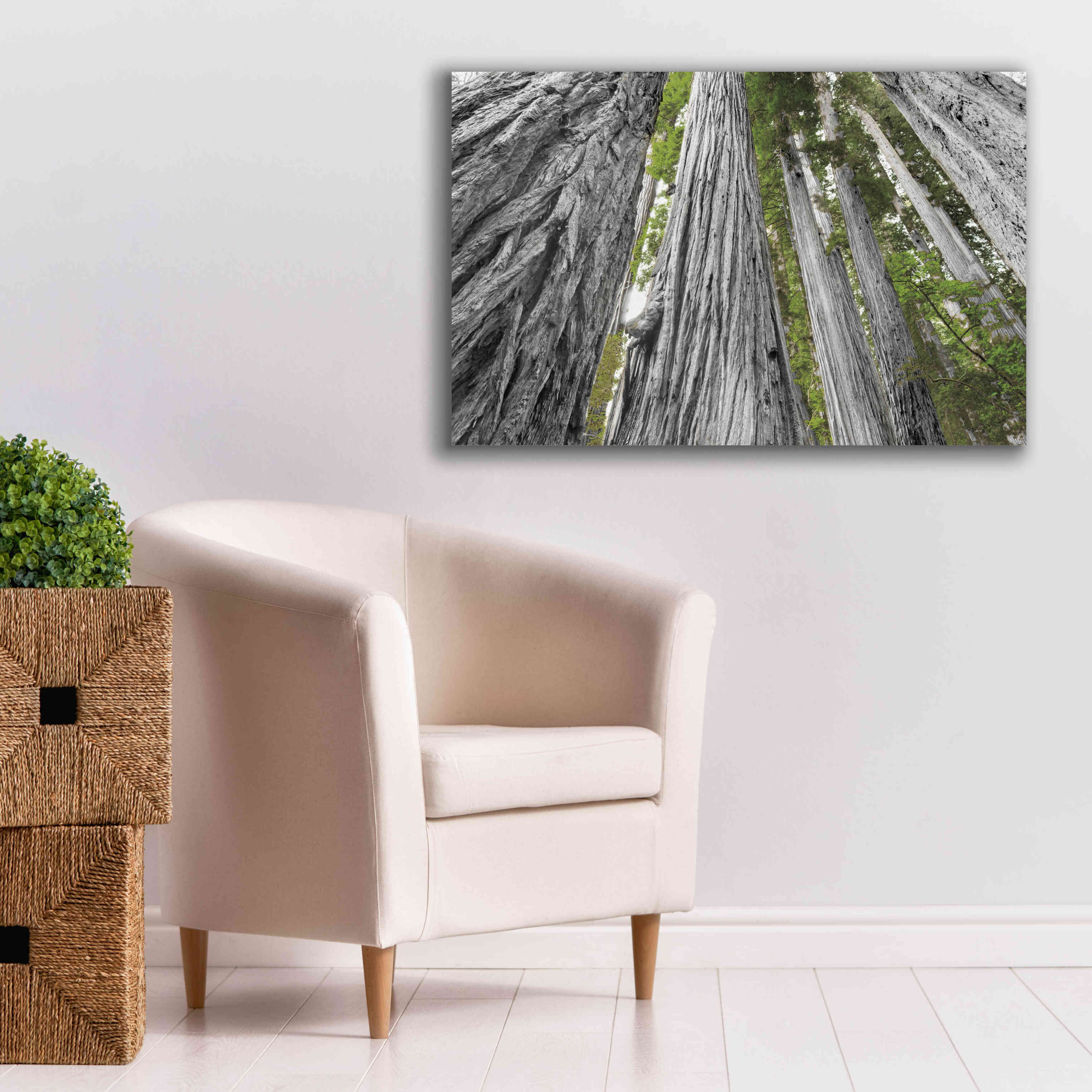 'Redwoods Forest IV BW With Color' by Alan Majchrowicz, Giclee Canvas Wall Art,40x26