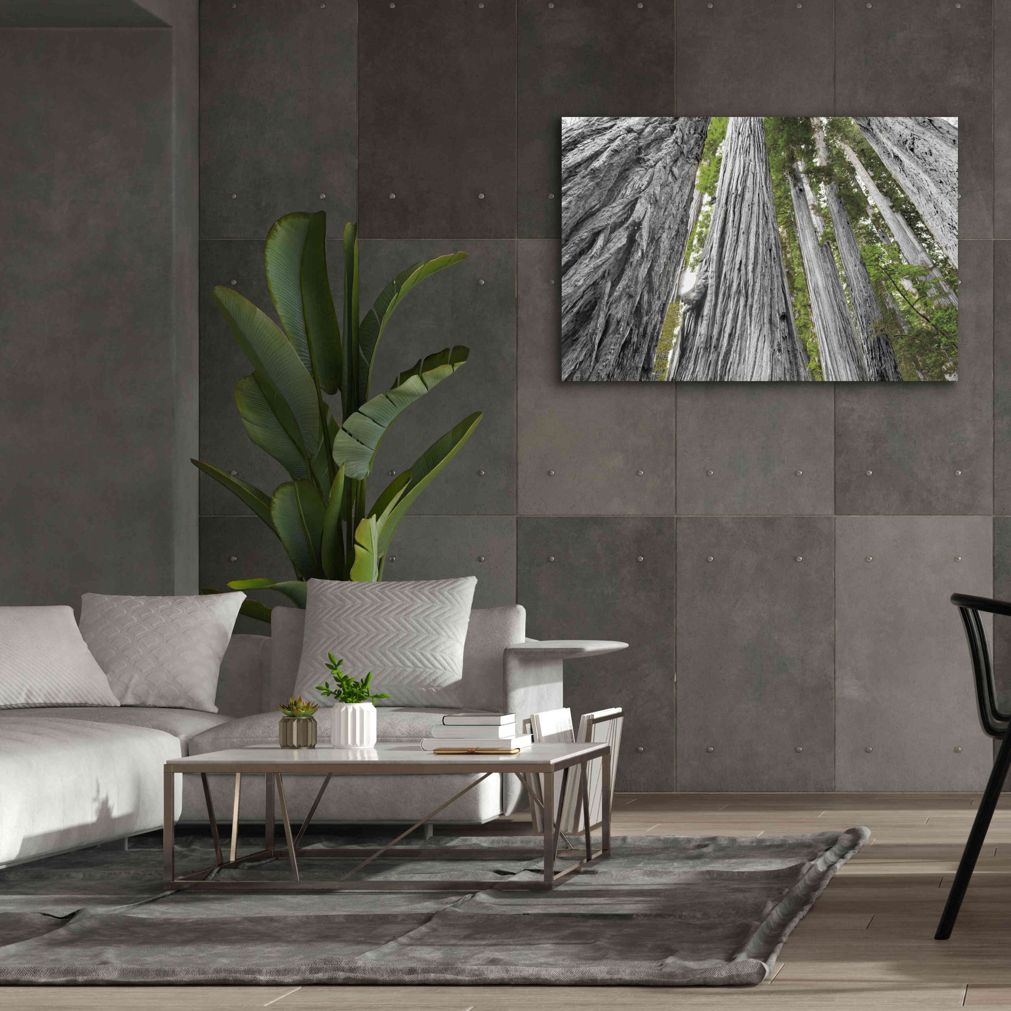 'Redwoods Forest IV BW With Color' by Alan Majchrowicz, Giclee Canvas Wall Art,60x40