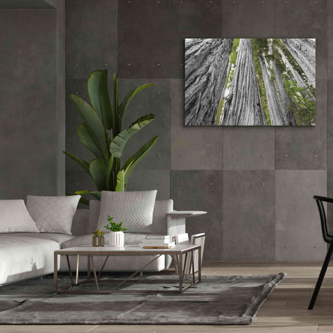 Image of 'Redwoods Forest IV BW With Color' by Alan Majchrowicz, Giclee Canvas Wall Art,60x40