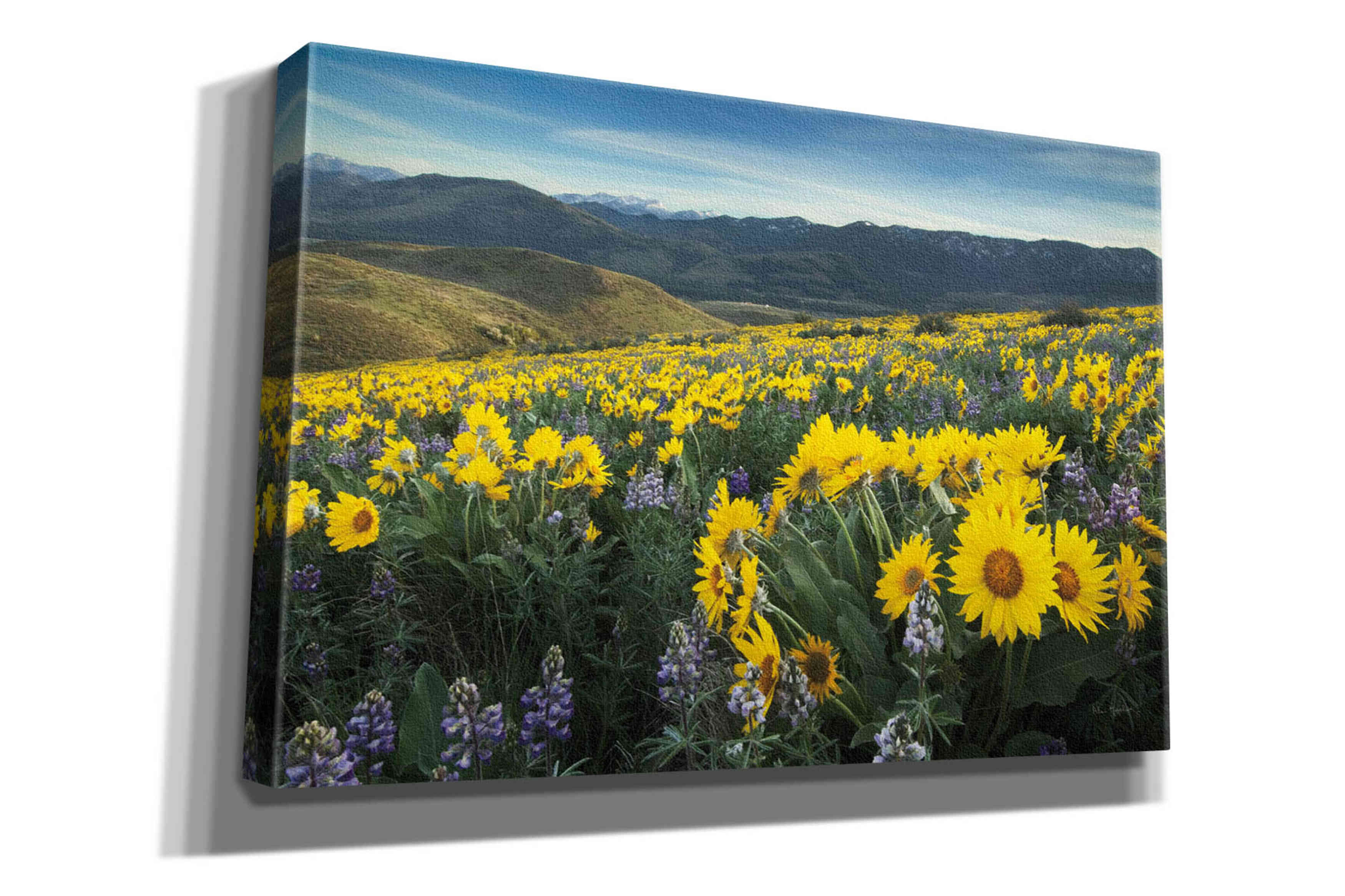 'Methow Valley Wildflowers IV' by Alan Majchrowicz, Giclee Canvas Wall Art