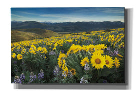'Methow Valley Wildflowers IV' by Alan Majchrowicz, Giclee Canvas Wall Art