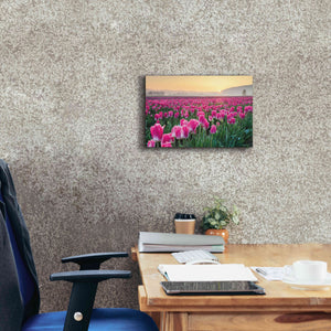 'Skagit Valley Tulips I' by Alan Majchrowicz, Giclee Canvas Wall Art,18x12