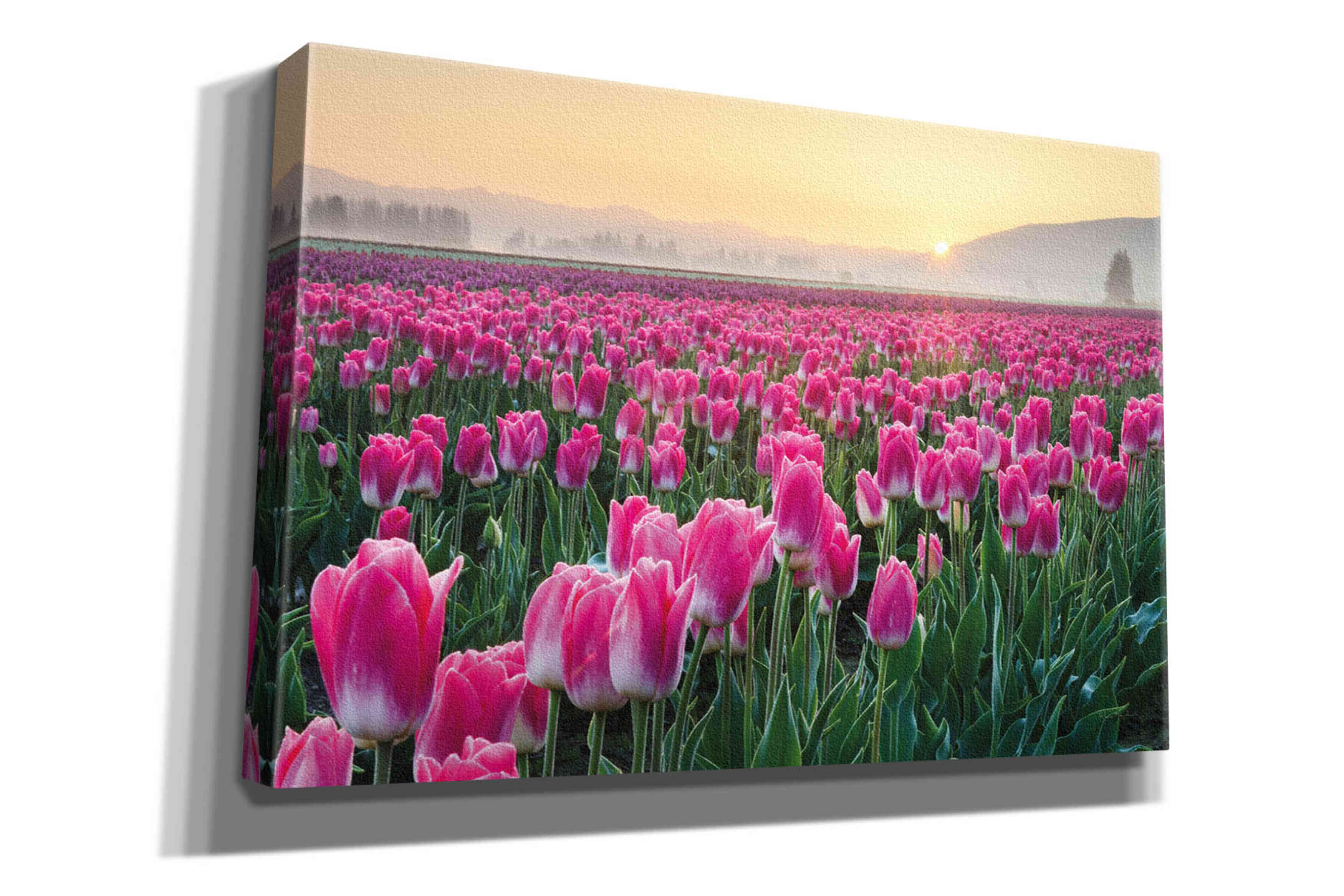 'Skagit Valley Tulips I' by Alan Majchrowicz, Giclee Canvas Wall Art