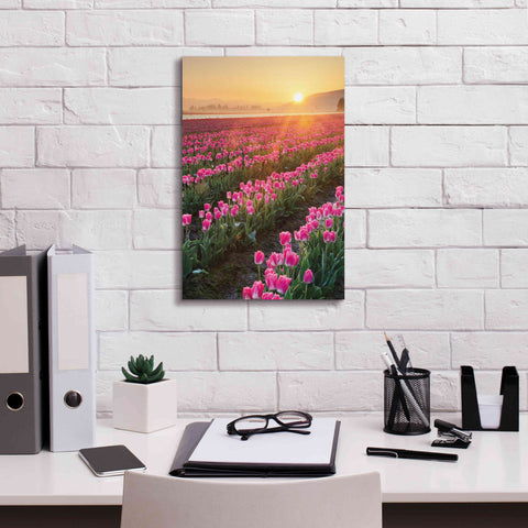 Image of 'Skagit Valley Tulips II' by Alan Majchrowicz,Giclee Canvas Wall Art,12x18