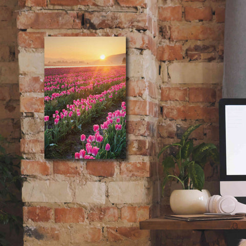 Image of 'Skagit Valley Tulips II' by Alan Majchrowicz,Giclee Canvas Wall Art,12x18