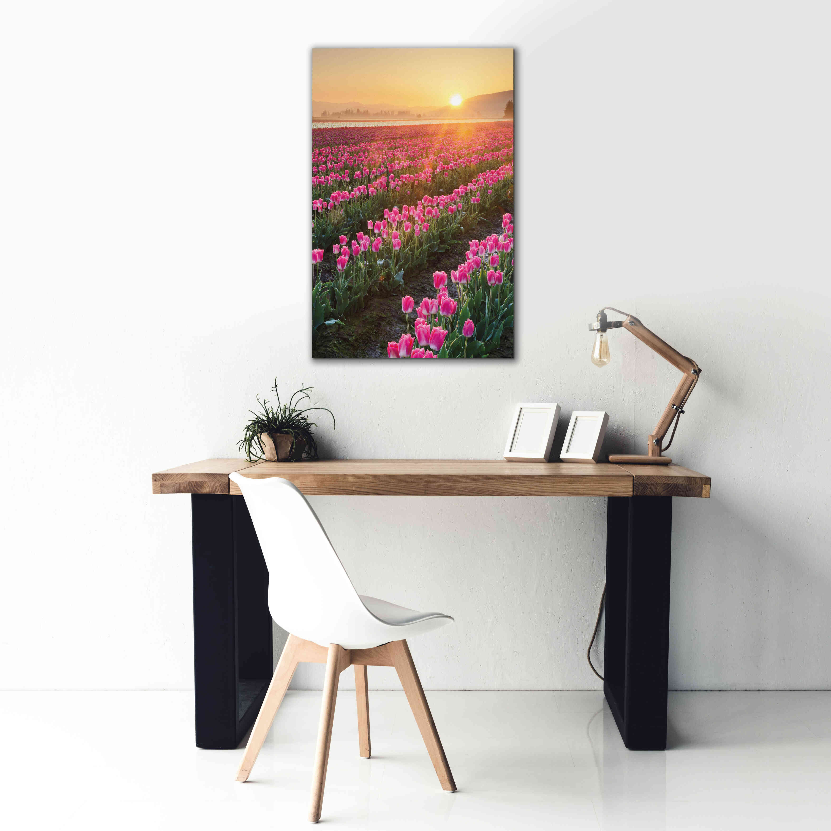 'Skagit Valley Tulips II' by Alan Majchrowicz,Giclee Canvas Wall Art,26x40
