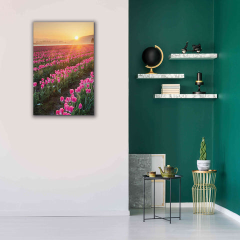 Image of 'Skagit Valley Tulips II' by Alan Majchrowicz,Giclee Canvas Wall Art,26x40
