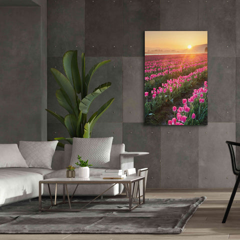 Image of 'Skagit Valley Tulips II' by Alan Majchrowicz,Giclee Canvas Wall Art,40x60