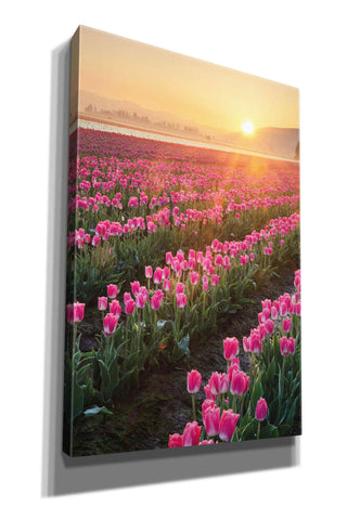 Image of 'Skagit Valley Tulips II' by Alan Majchrowicz,Giclee Canvas Wall Art