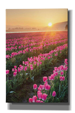 Image of 'Skagit Valley Tulips II' by Alan Majchrowicz,Giclee Canvas Wall Art