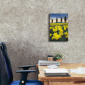 'Skagit Valley Daffodils I' by Alan Majchrowicz,Giclee Canvas Wall Art,12x18