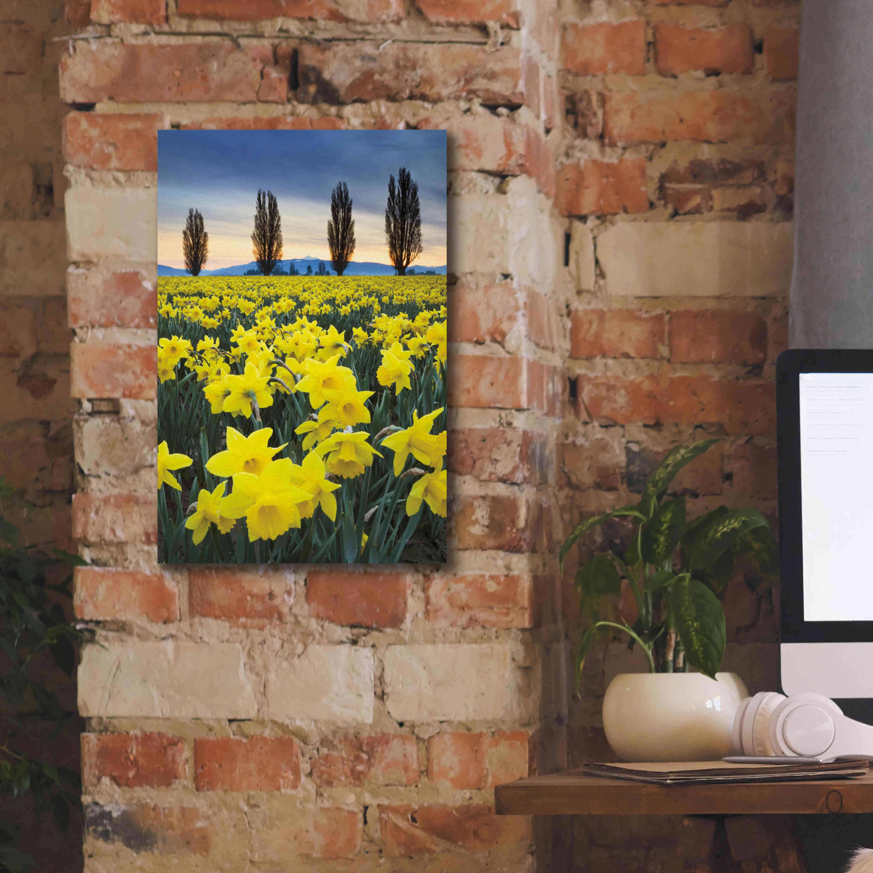 'Skagit Valley Daffodils I' by Alan Majchrowicz,Giclee Canvas Wall Art,12x18