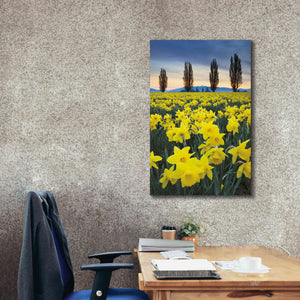 'Skagit Valley Daffodils I' by Alan Majchrowicz,Giclee Canvas Wall Art,26x40