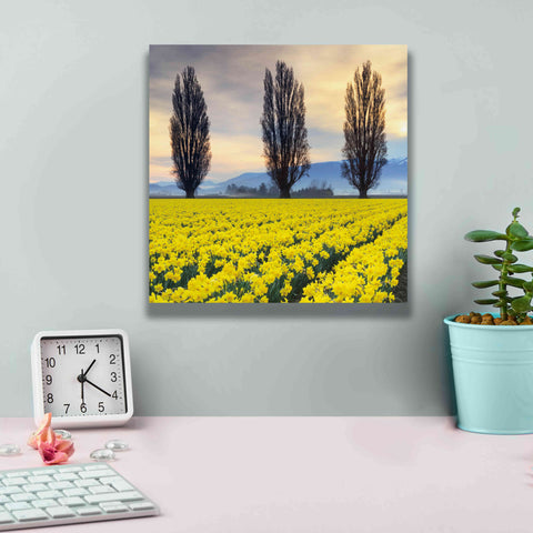 Image of 'Skagit Valley Daffodils II' by Alan Majchrowicz,Giclee Canvas Wall Art,12x12