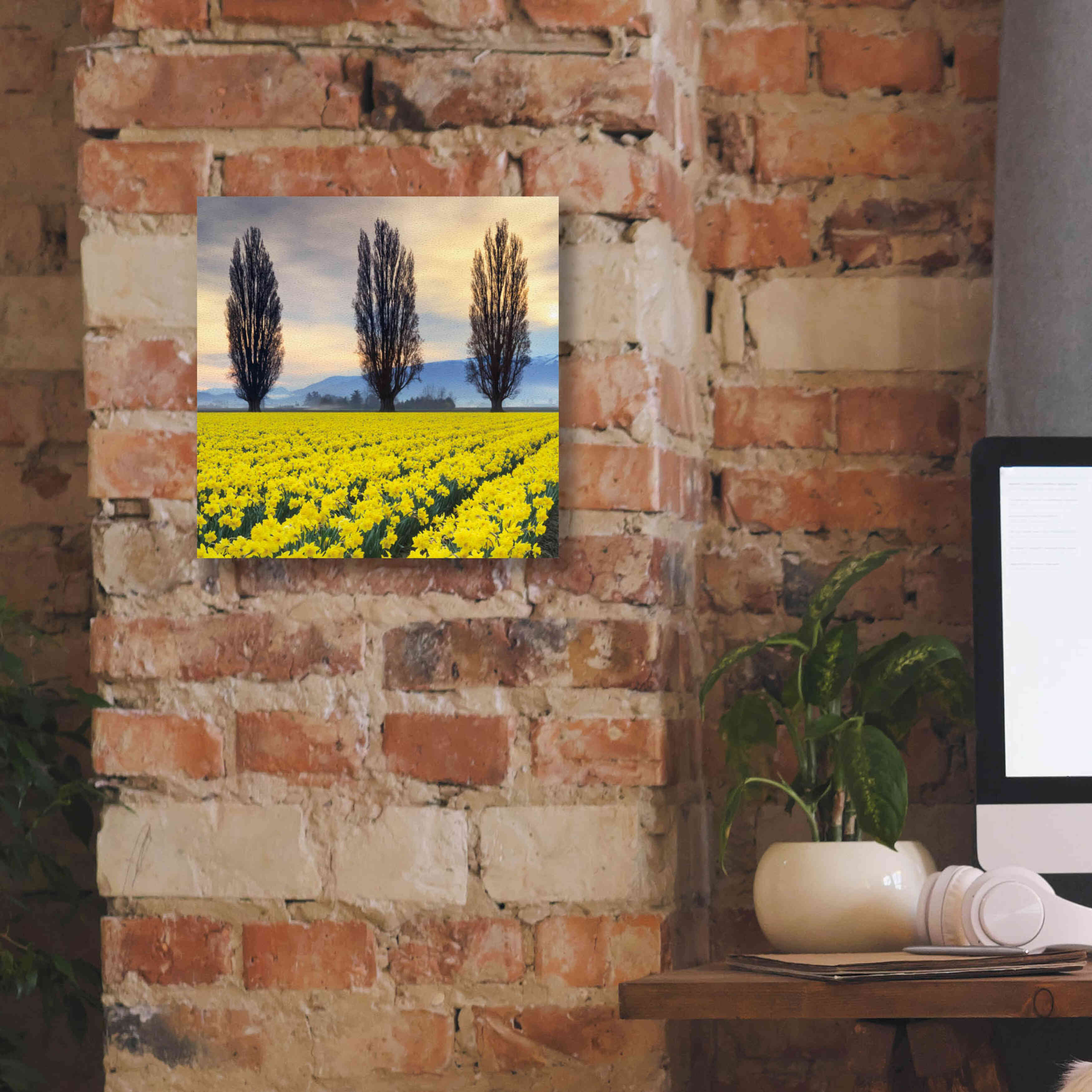 'Skagit Valley Daffodils II' by Alan Majchrowicz,Giclee Canvas Wall Art,12x12