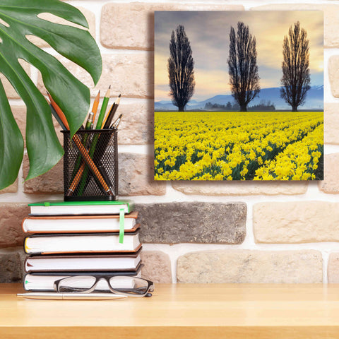 Image of 'Skagit Valley Daffodils II' by Alan Majchrowicz,Giclee Canvas Wall Art,12x12