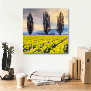 'Skagit Valley Daffodils II' by Alan Majchrowicz,Giclee Canvas Wall Art,18x18