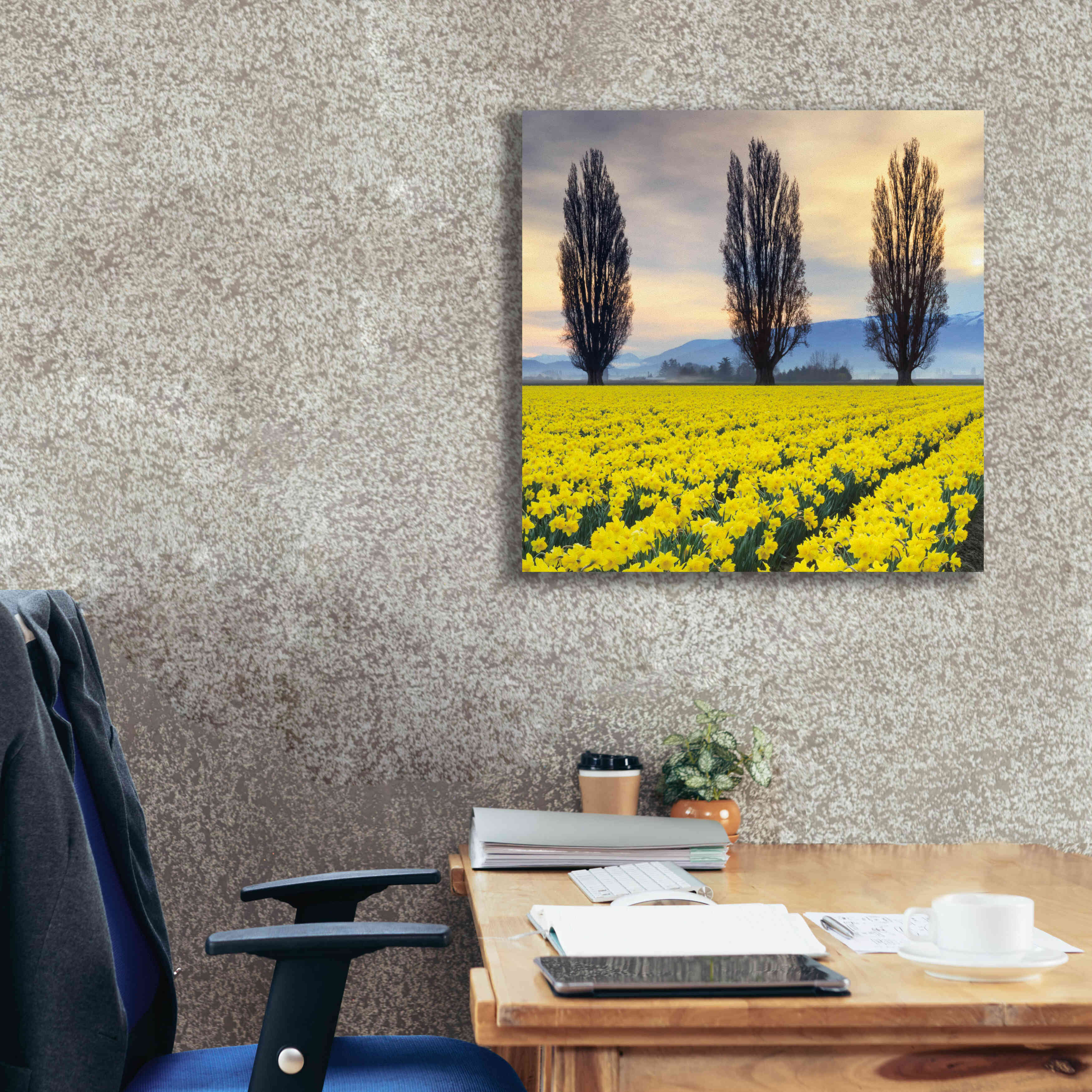 'Skagit Valley Daffodils II' by Alan Majchrowicz,Giclee Canvas Wall Art,26x26