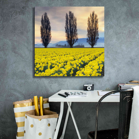 Image of 'Skagit Valley Daffodils II' by Alan Majchrowicz,Giclee Canvas Wall Art,26x26