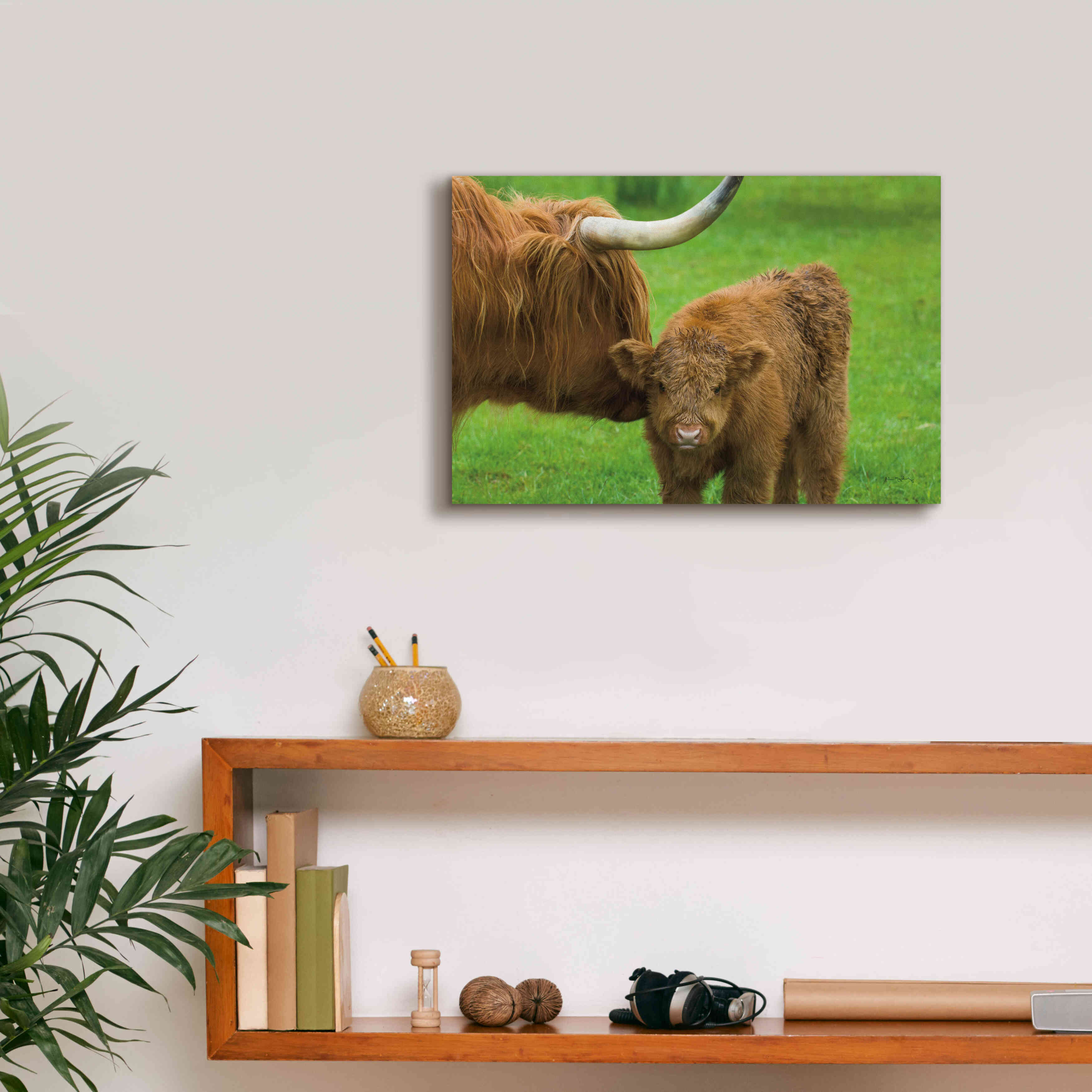 'Scottish Highland Cattle VII' by Alan Majchrowicz,Giclee Canvas Wall Art,18x12
