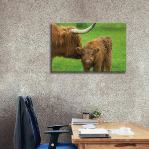 'Scottish Highland Cattle VII' by Alan Majchrowicz,Giclee Canvas Wall Art,40x26