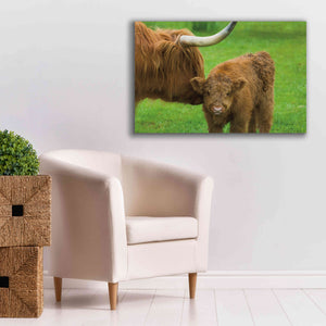 'Scottish Highland Cattle VII' by Alan Majchrowicz,Giclee Canvas Wall Art,40x26