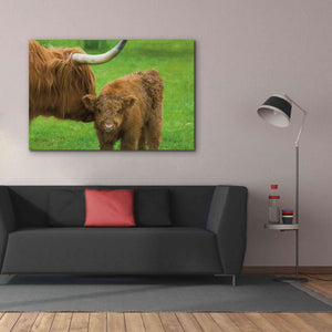 'Scottish Highland Cattle VII' by Alan Majchrowicz,Giclee Canvas Wall Art,60x40