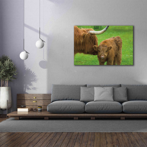 Image of 'Scottish Highland Cattle VII' by Alan Majchrowicz,Giclee Canvas Wall Art,60x40