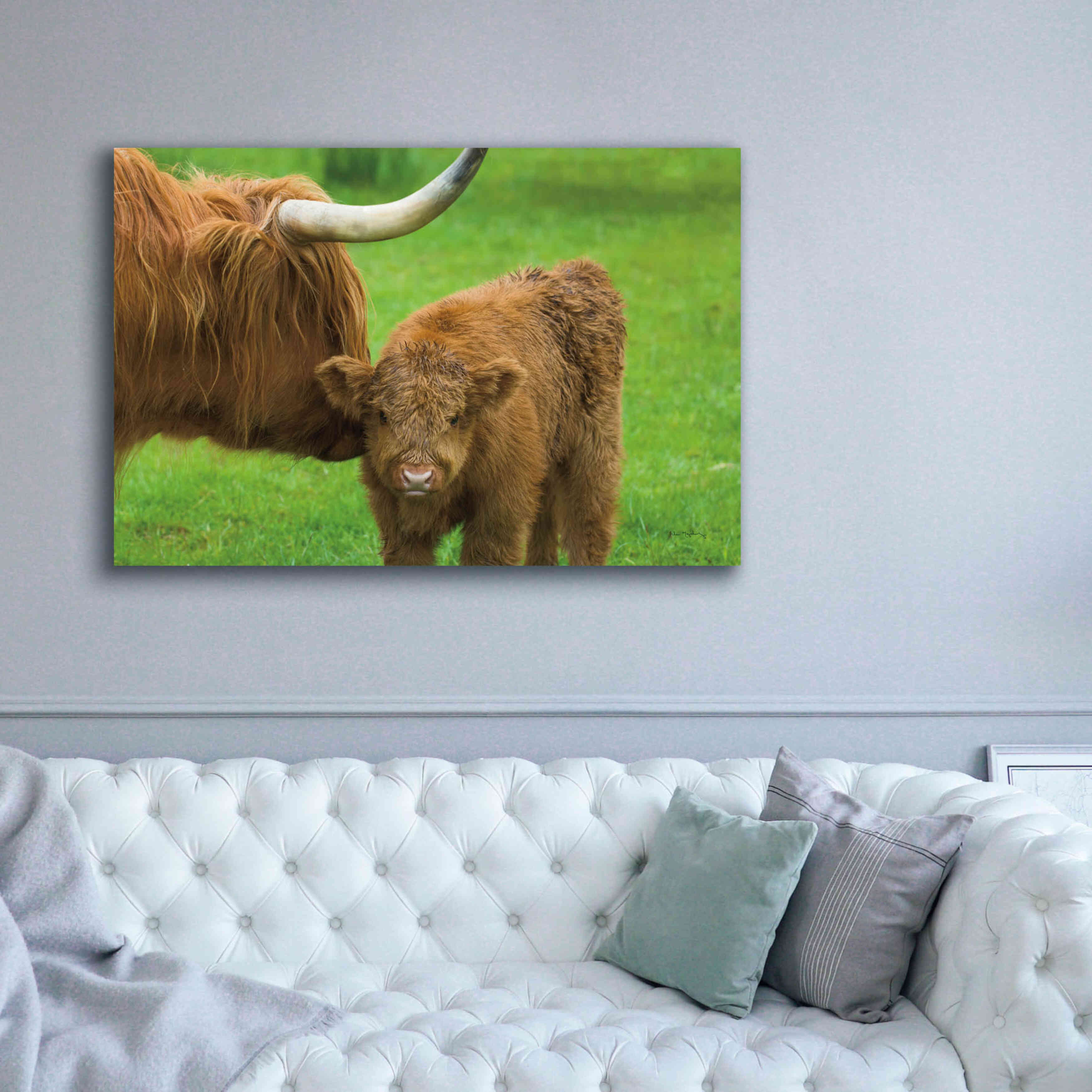 'Scottish Highland Cattle VII' by Alan Majchrowicz,Giclee Canvas Wall Art,60x40