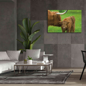 'Scottish Highland Cattle VII' by Alan Majchrowicz,Giclee Canvas Wall Art,60x40