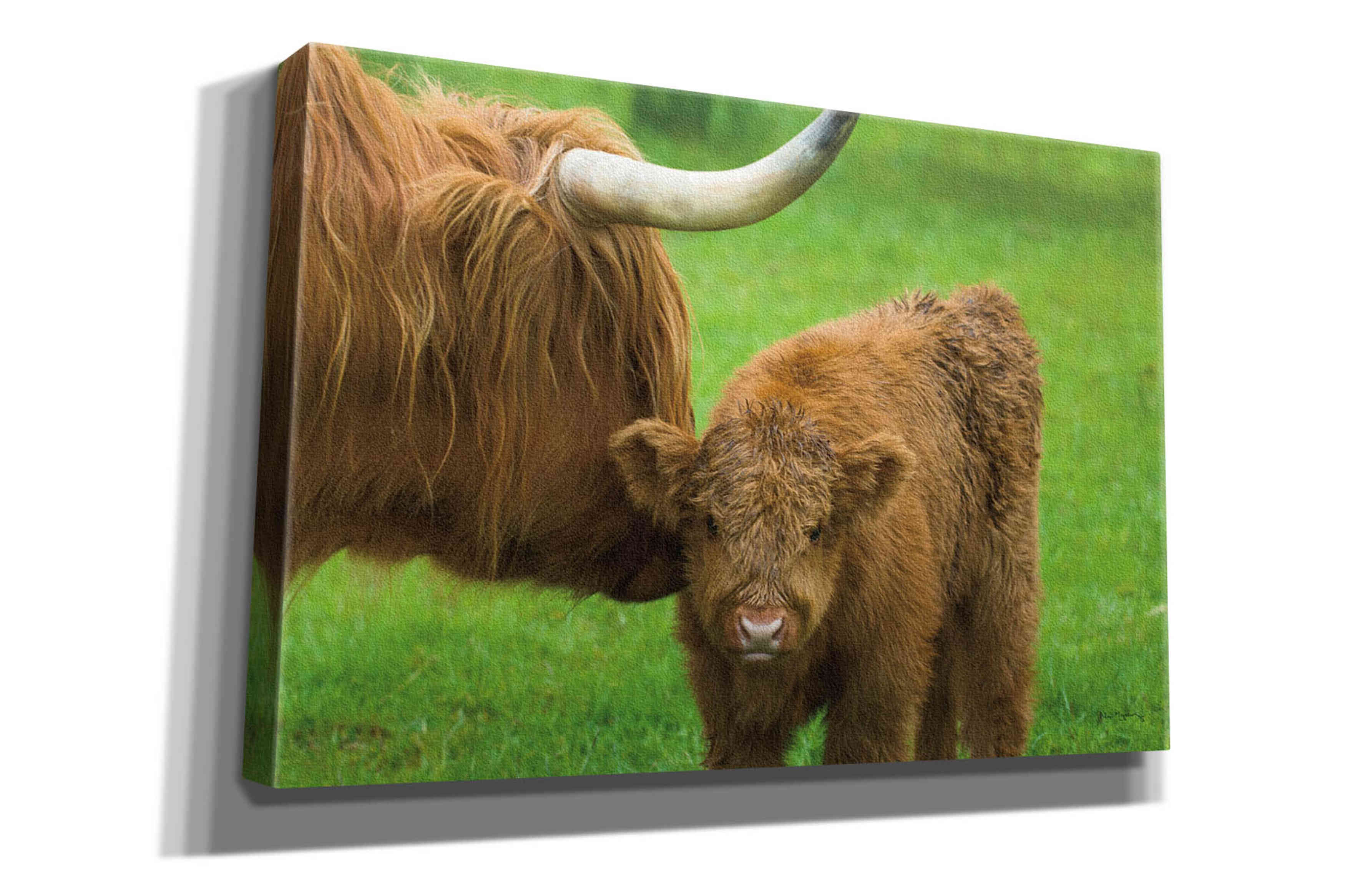 'Scottish Highland Cattle VII' by Alan Majchrowicz,Giclee Canvas Wall Art
